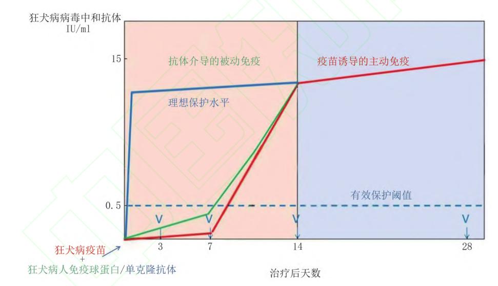 image_category: CHART_GRAPH/免疫反应动态曲线图
