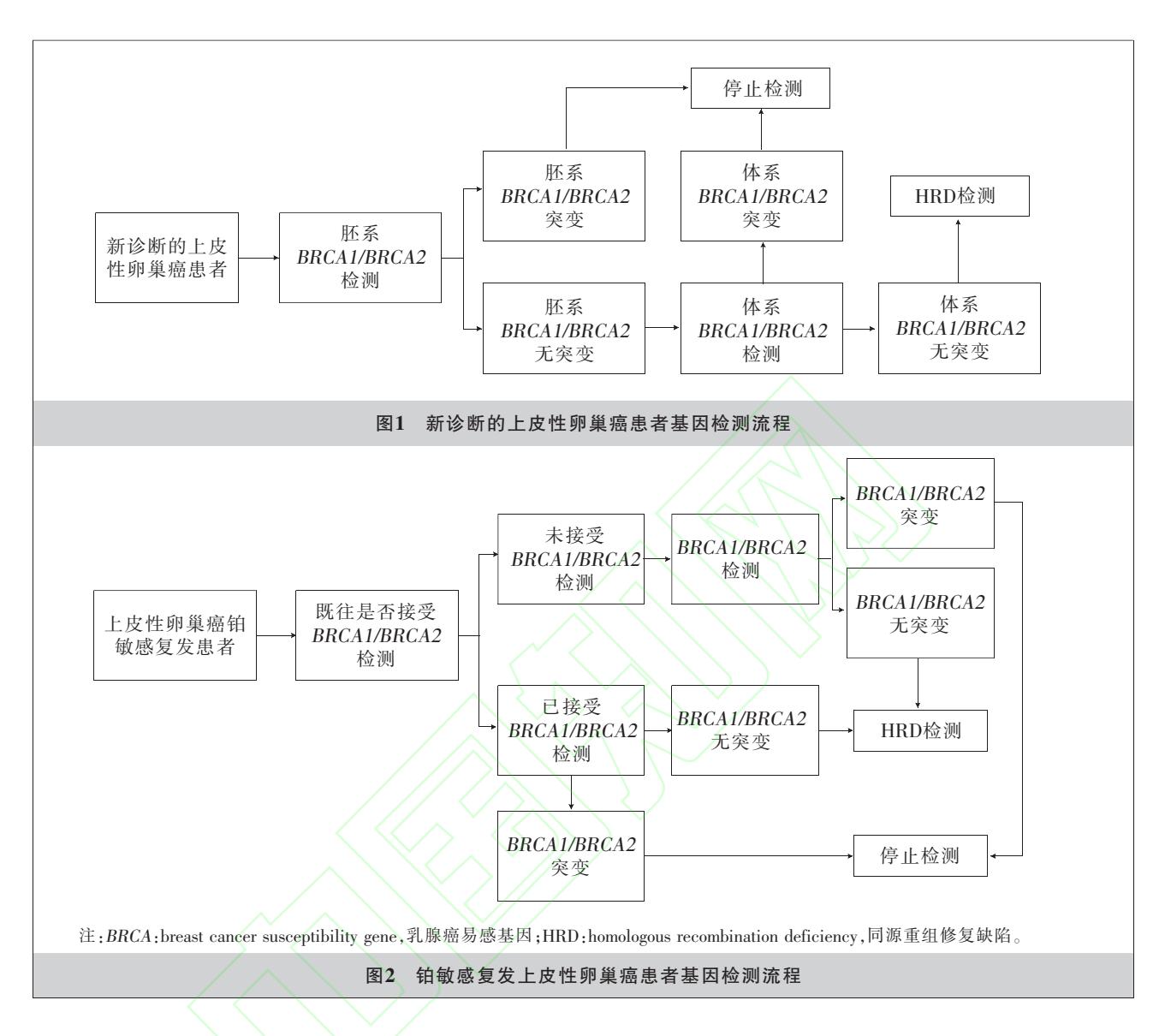 【基于临床需求的卵巢癌基因检测规范化选择中国专家共识(2025年版)】卵巢癌基因检测临床路径图