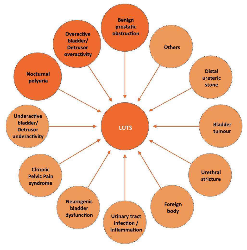 【Summary Paper on the 2023 European Association of Urology Guidelines on the Management of Non-neurogenic Male Lower Urinary Tract Symptoms】Differential Diagnosis Diagram