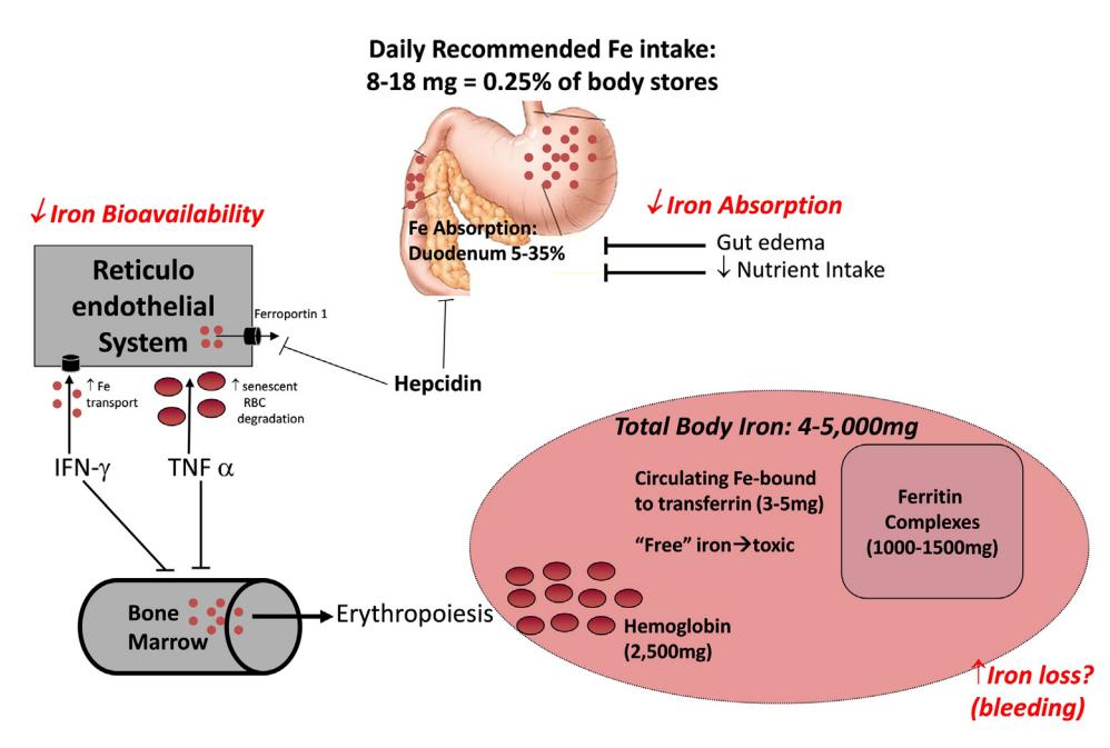 【Iron Deficiency in Heart Failure: A Scientific Statement from the Heart Failure Society of America】Iron metabolism and homeostasis diagram