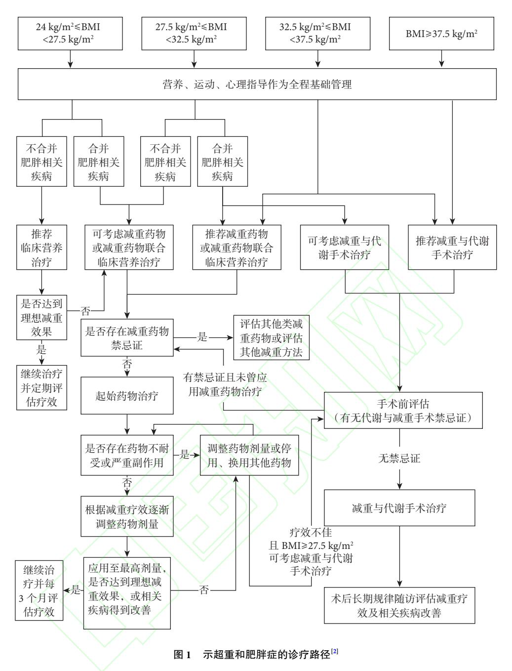 【《肥胖症诊疗指南(2024年版)》的外科解读】超重和肥胖症诊疗路径图