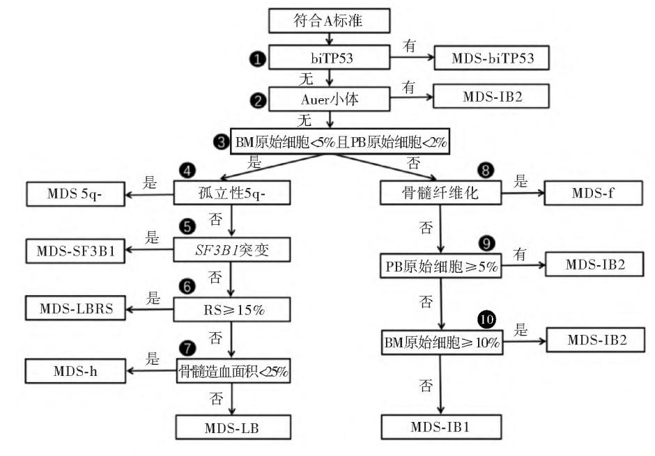 image_category: FLOWCHART/骨髓增生异常综合征(MDS)诊断分型流程图 | ...