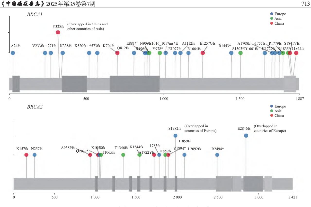 【中国乳腺癌患者BRCA1/2基因检测与临床应用专家共识(2025年版)】基因突变图谱