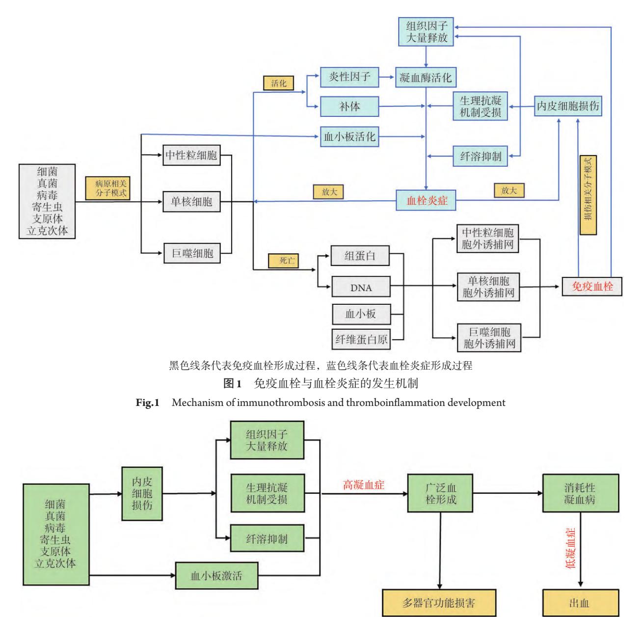 【脓毒症性凝血病诊疗中国专家共识(2024版)】病理生理机制流程图