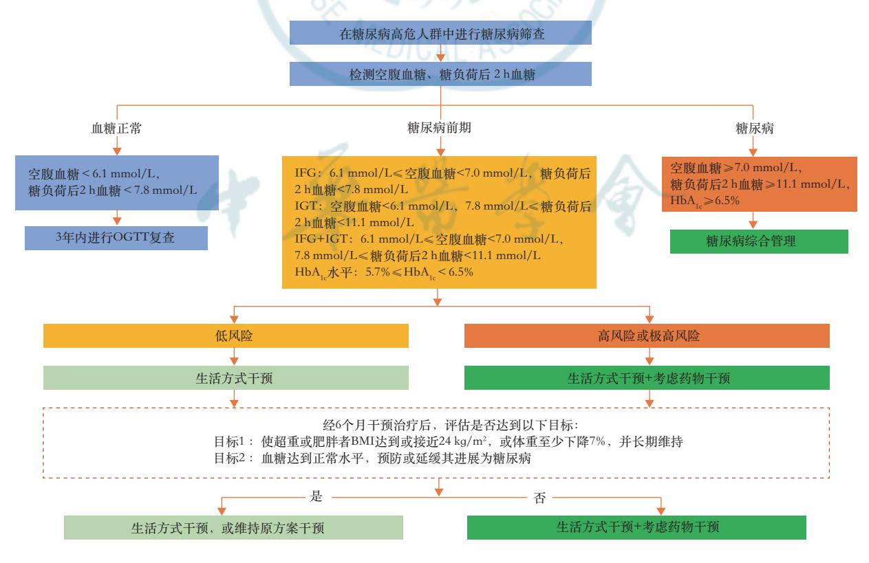 【中国糖尿病防治指南(2024版)】糖尿病筛查与管理临床路径图