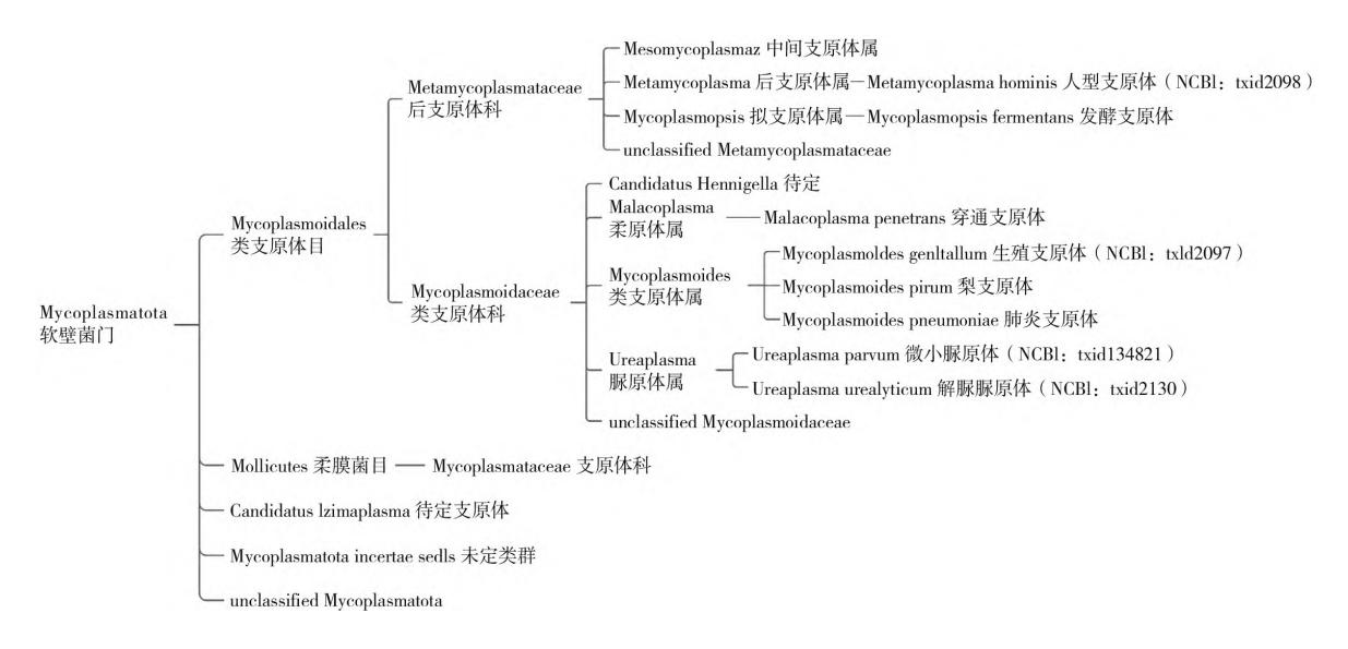 【支原体系统发育分类树】软壁菌门分类层级及临床常见致病支原体