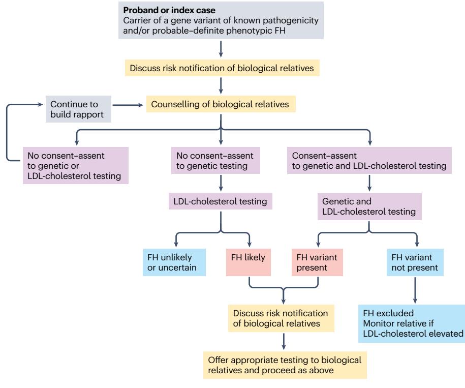 【International Atherosclerosis Society guidance for implementing best practice in the care of familial hypercholesterolaemia】Clinical algorithm for cascade testing in Familial Hypercholesterolemia
