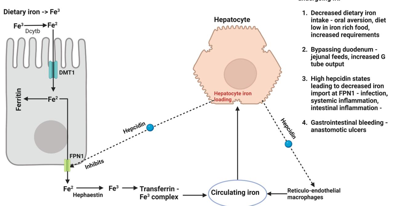 【Evaluation and Management of Iron Deficiency in Children Undergoing Intestinal Rehabilitation-A Position Paper From the NASPGHAN Intestinal Rehabilitation Special Interest Group】Iron metabolism and regulation diagram