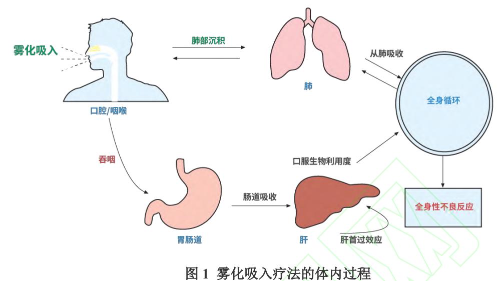 【雾化吸入疗法合理用药专家共识(2024版) 】药代动力学流程图
