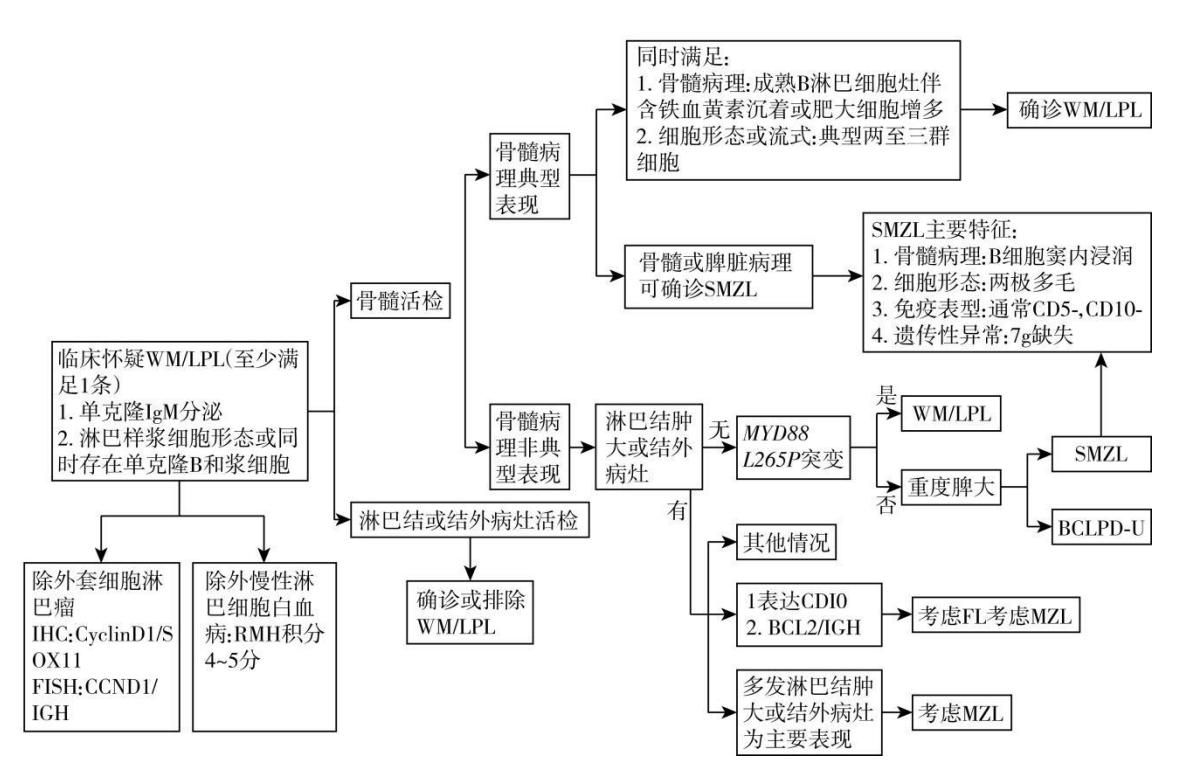 【WM/LPL诊断流程图】华氏巨球蛋白血症与淋巴浆细胞淋巴瘤临床诊断算法