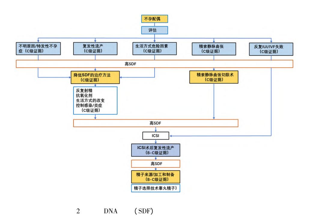 【精子碎片实验室检测与临床应用专家共识】临床诊疗路径图