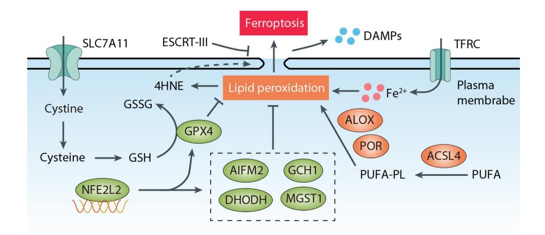 Molecular signaling pathway