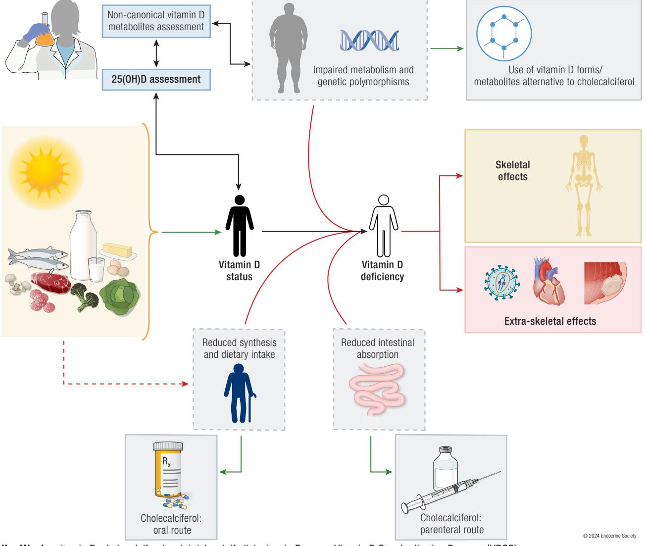 【Pathophysiology diagram】Vitamin D acquisition, deficiency causes, and management