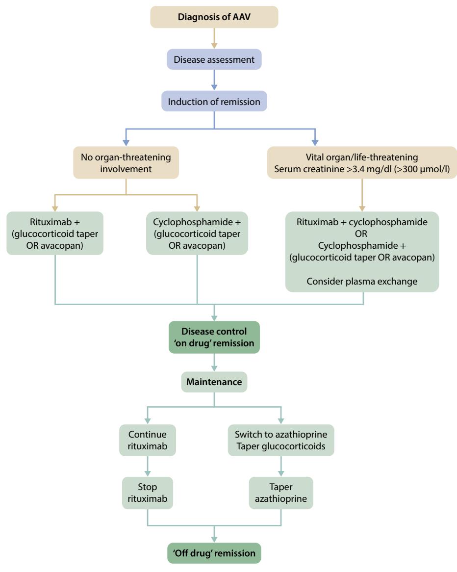 【KDIGO 2024 Clinical Practice Guideline for the Management of ANCA-Associated Vasculitis】AAV Practical Treatment Algorithm