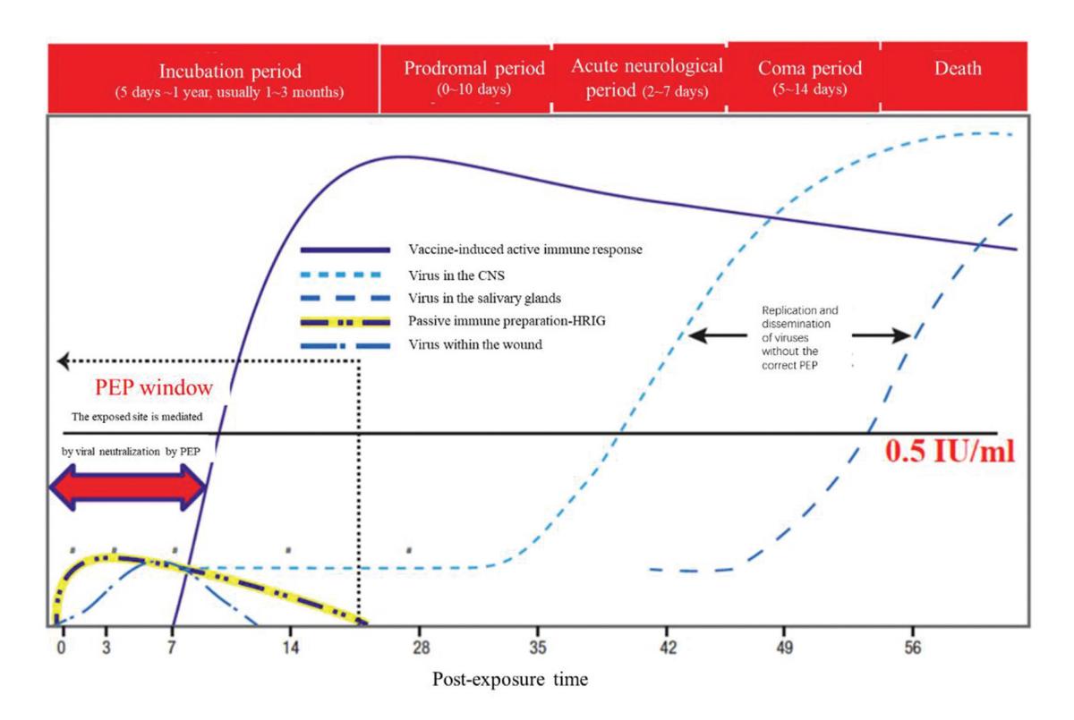 【Expert consensus on the clinical application of ormutivimab injection for use against the rabies virus】Clinical progression and prophylaxis diagram