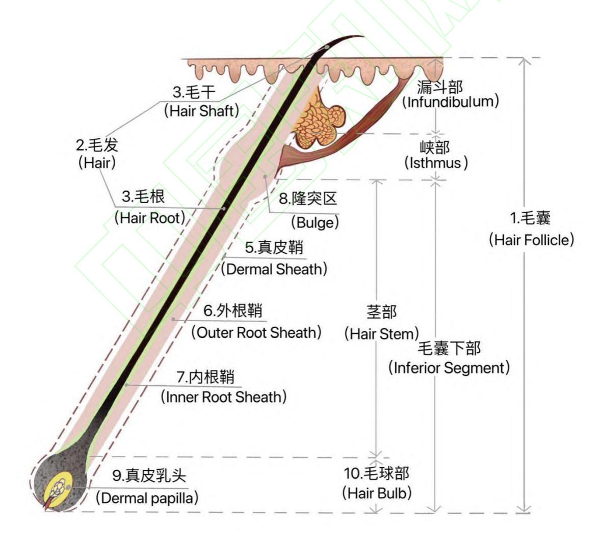 【毛发移植专业术语规范专家共识(2024版)】Fig.1 Anatomical diagram of hair follicle structure