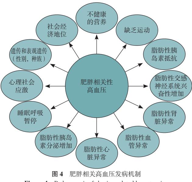 【美国肥胖医学协会《肥胖和高血压临床实践声明》】肥胖相关高血压发病机制