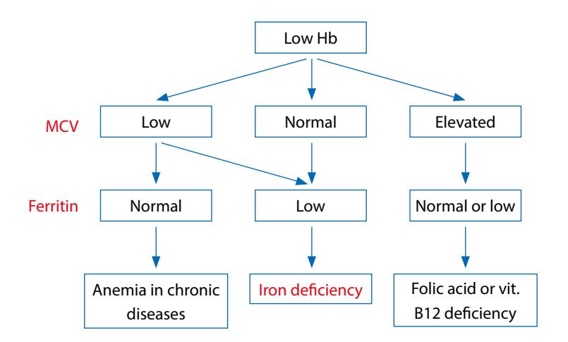 Diagnostic algorithm for anemia