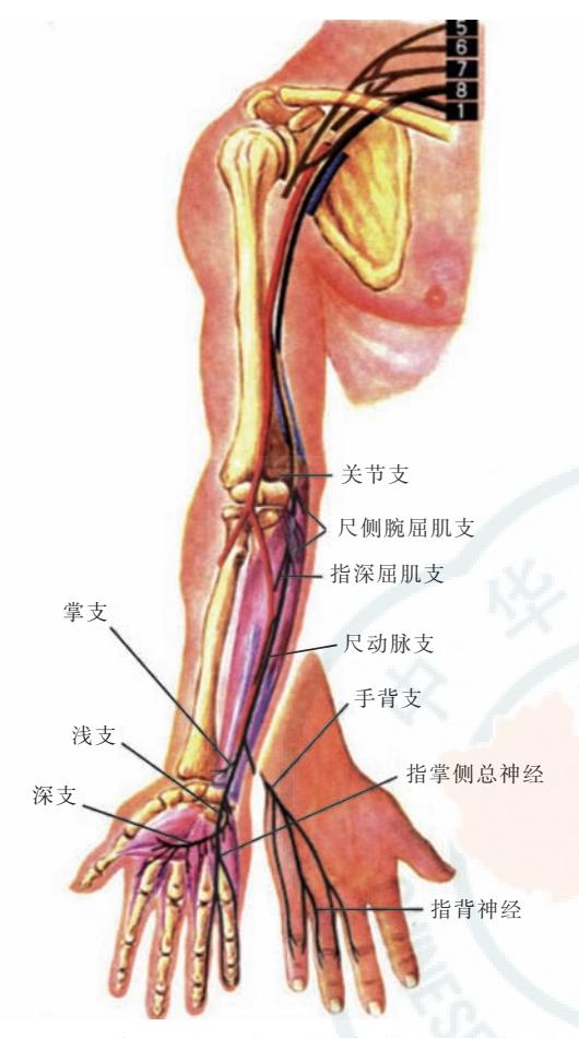 【尺神经阻滞疗法专家共识(2019版)】尺神经的起源、走行、分支