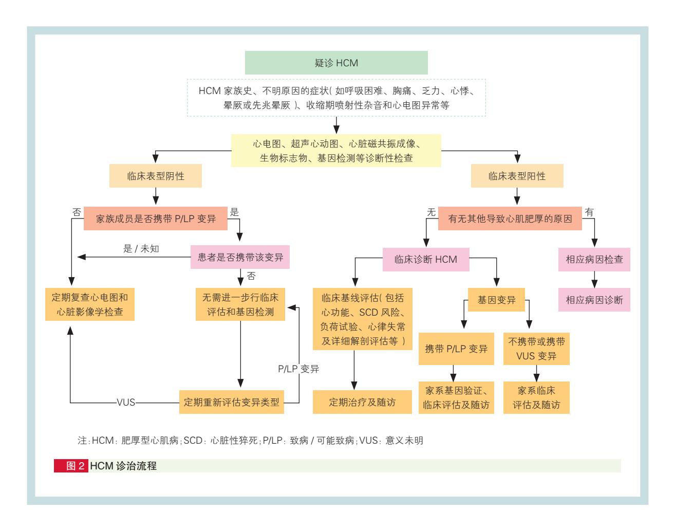 【中国成人肥厚型心肌病诊断与治疗指南2023】诊治流程图