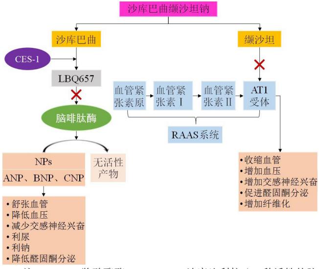 【沙库巴曲缬沙坦钠在基层心血管疾病临床应用的专家共识】药物作用机制流程图