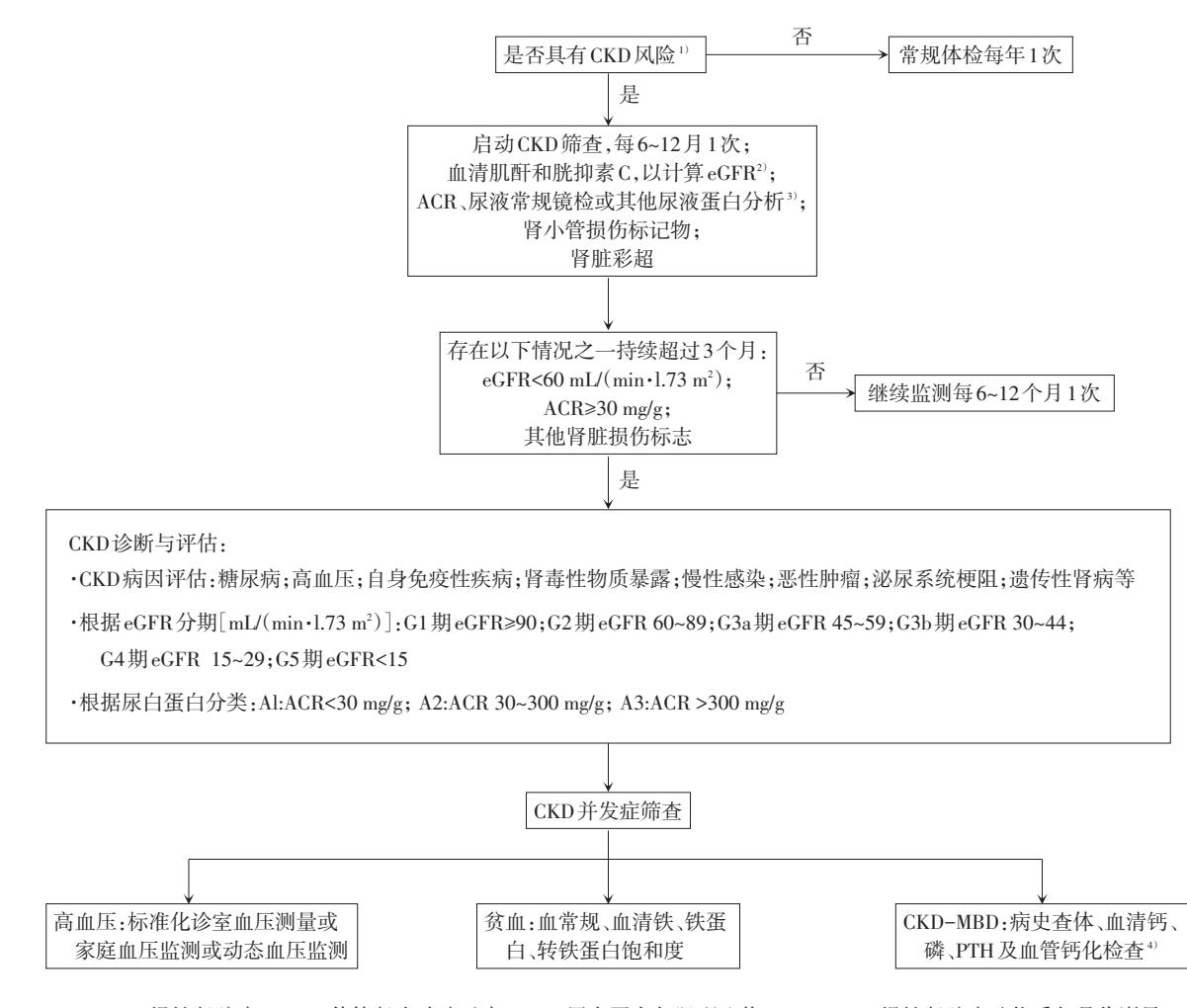 【中国成人慢性肾脏病及其并发症早期筛查临床路径专家建议(2023版)】慢性肾脏病(CKD)筛查与诊断临床路径图