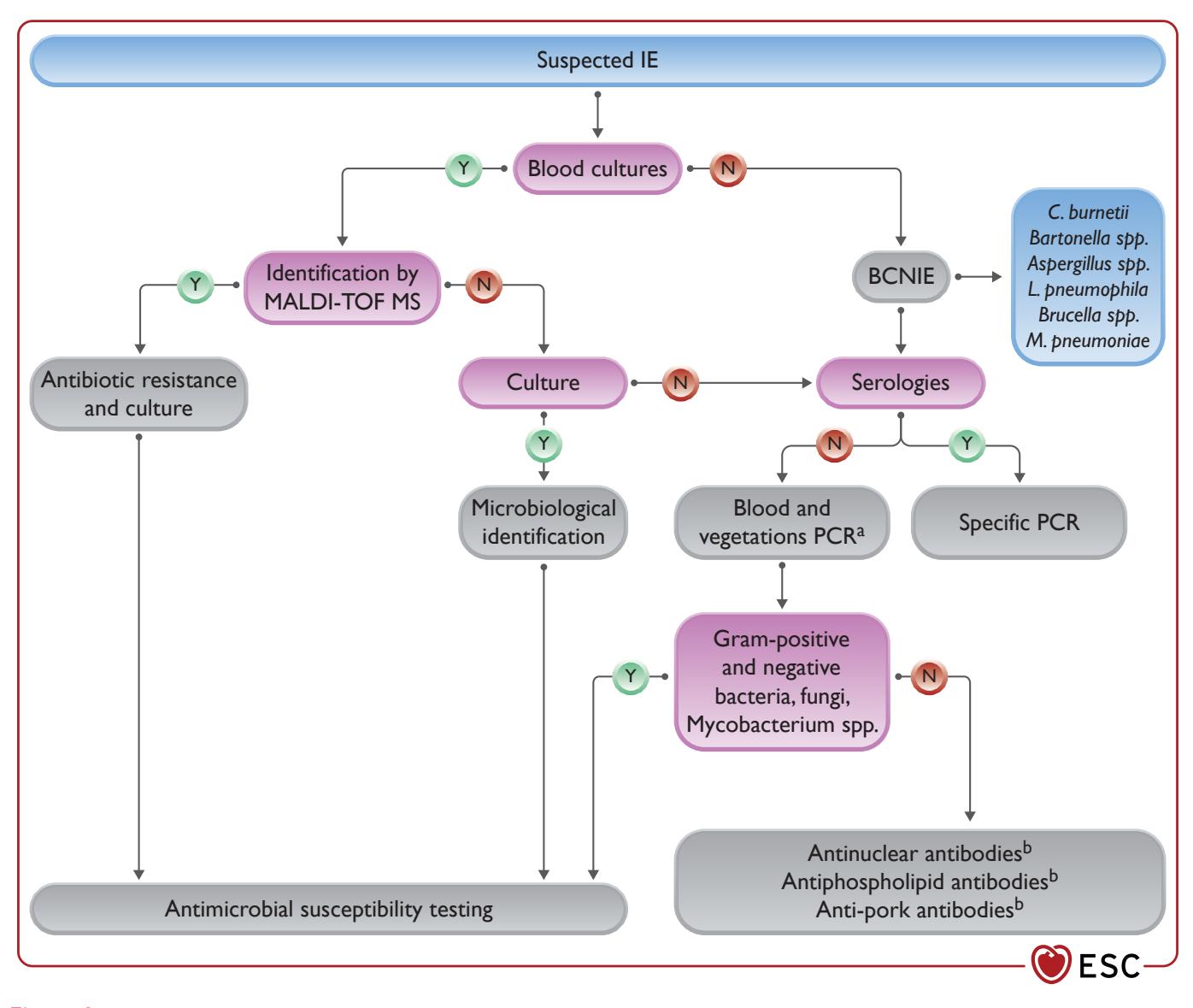 【2023 ESC Guidelines for the management of endocarditis: Developed by the task force on the management of endocarditis of the European Society of Cardiology (ESC) Endorsed by the European Association for Cardio-Thoracic Surgery (EACTS) and the European Association of Nuclear Medicine (EANM) 】Diagnostic algorithm for Infective Endocarditis