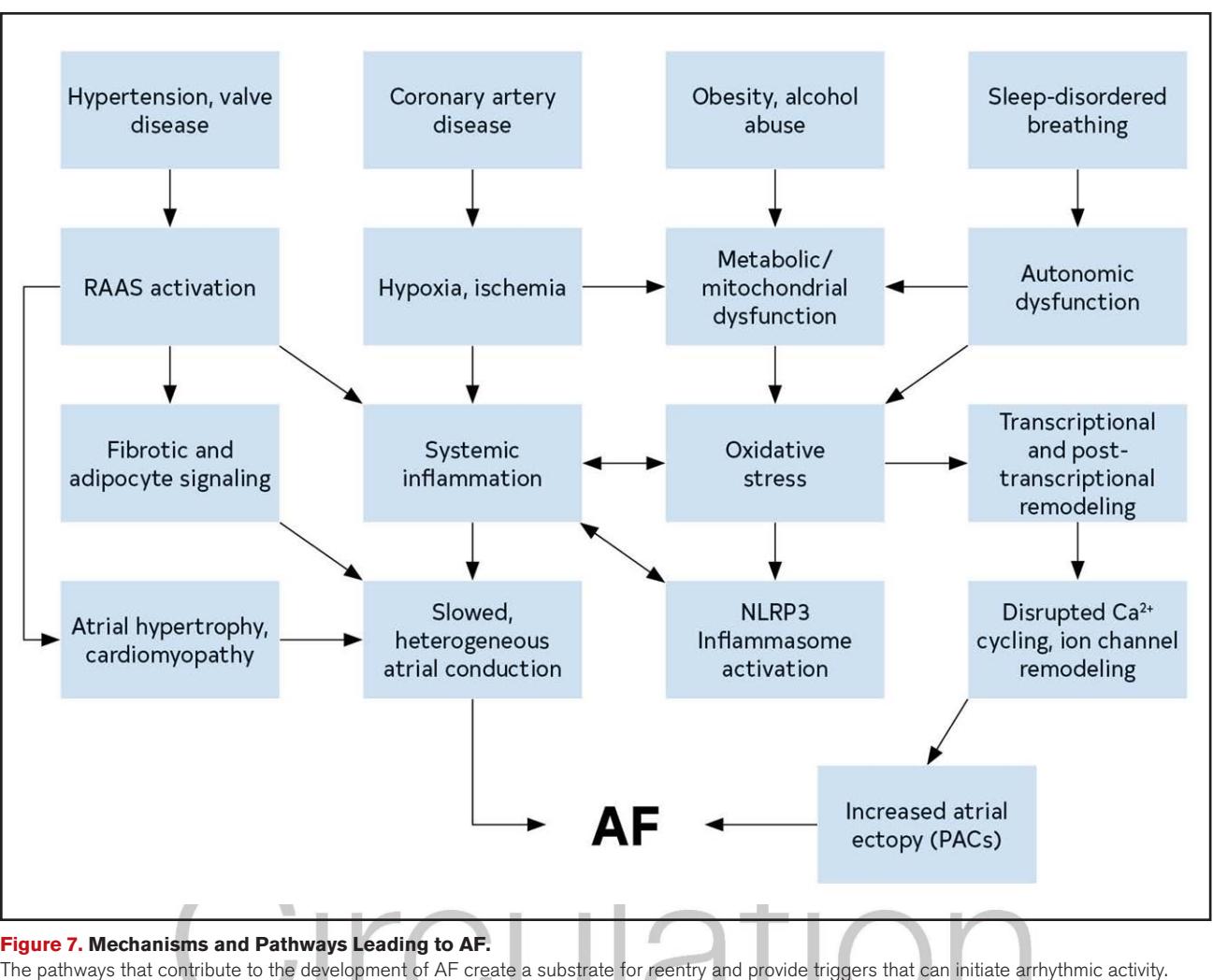 image_category: FLOWCHART/Pathophysiological mechanism diagram | body_region: chest | specialty: Cardiology | summary: A comprehensive flowchart detailing the multi-factorial pathways, from clinical risk factors to structural and electrical remodeling, that lead to the development of atrial fibrillation. | detail: The provided flowchart, titled 'Mechanisms and Pathways Leading to AF,' illustrates the complex interplay of clinical risk factors and pathophysiological processes that culminate in atrial fibrillation (AF). The diagram is structured into four primary vertical streams initiated by risk factors: hypertension and valve disease; coronary artery disease; obesity and alcohol abuse; and sleep-disordered breathing. These factors drive intermediate mechanisms such as RAAS activation, hypoxia/ischemia, metabolic/mitochondrial dysfunction, and autonomic dysfunction. These pathways converge into downstream cellular and molecular changes, including fibrotic and adipocyte signaling, systemic inflammation, oxidative stress, and transcriptional/post-transcriptional remodeling. Notably, the diagram emphasizes the role of NLRP3 inflammasome activation and disrupted calcium (Ca2+) cycling/ion channel remodeling. These molecular events lead to structural and functional atrial changes: atrial hypertrophy, cardiomyopathy, and slowed, heterogeneous atrial conduction, which collectively form the substrate for reentry. Simultaneously, disrupted ion handling leads to increased atrial异位搏动 (PACs), providing the triggers for arrhythmia. The clinical significance of this model is its depiction of AF not as a single disease entity but as the final common pathway of diverse systemic and local insults that induce electrical and structural remodeling of the atria. This comprehensive view is essential for understanding therapeutic targets beyond simple rhythm control. | entities: diseases=Atrial Fibrillation, Hypertension, valve disease, Coronary artery disease, Obesity, alcohol abuse, Sleep-disordered breathing, Hypoxia, ischemia, Systemic inflammation, Atrial hypertrophy, cardiomyopathy; anatomical_structures=Atrial, heart; biomarkers=RAAS, NLRP3 Inflammasome, Ca2+, ion channel; findings=RAAS activation, Fibrotic and adipocyte signaling, Metabolic/mitochondrial dysfunction, Autonomic dysfunction, Oxidative stress, Transcriptional and post-transcriptional remodeling, Slowed, heterogeneous atrial conduction, Disrupted Ca2+ cycling, Increased atrial ectopy (PACs)