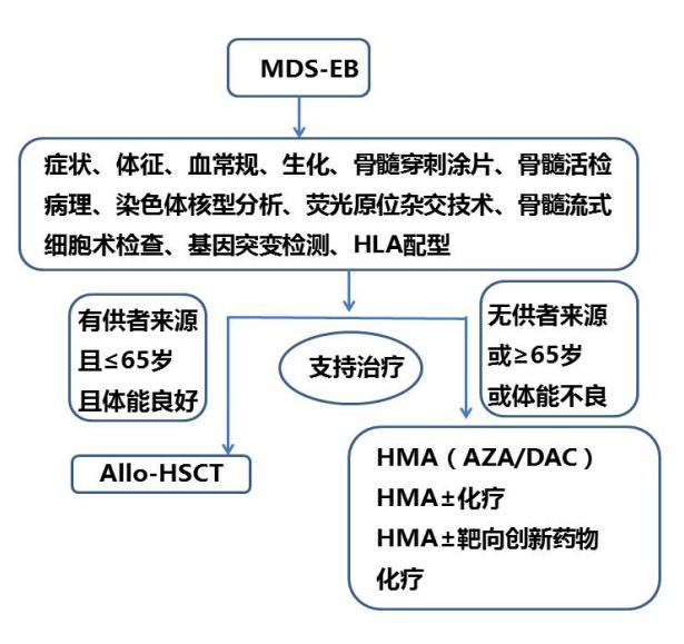 MDS-EB诊疗路径图