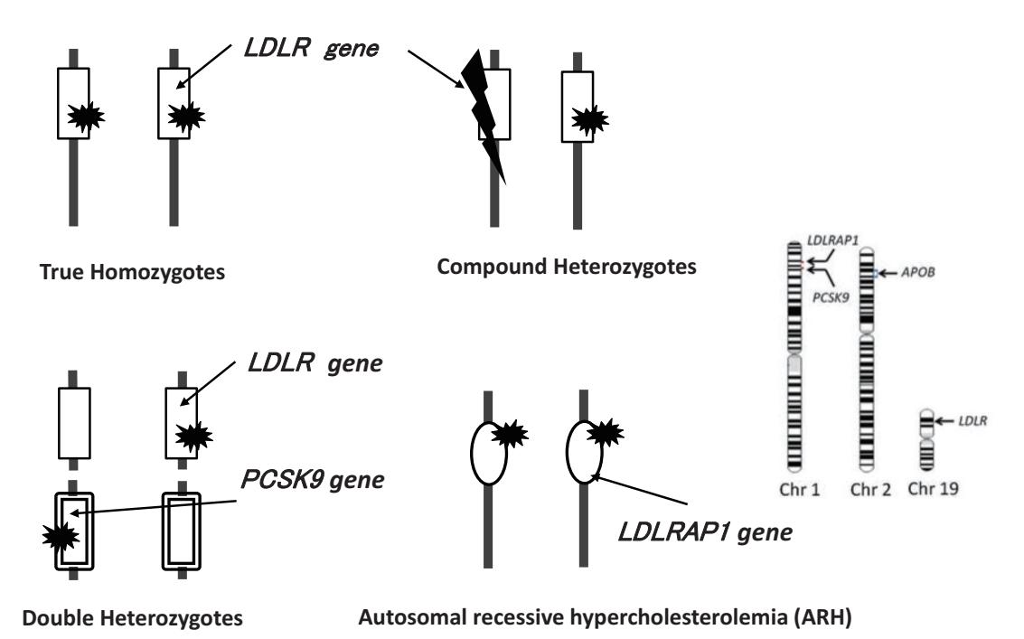 【Guidelines for the Diagnosis and Treatment of Adult Familial Hypercholesterolemia 2022】Genetic inheritance diagram