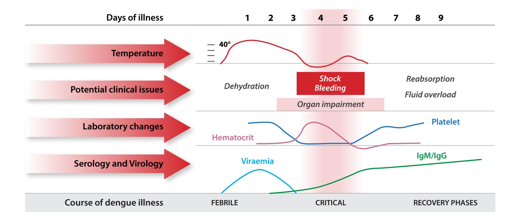 【Intensive Care Manual】Dengue Clinical Course Diagram