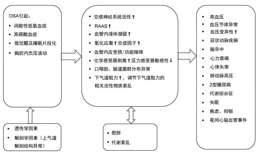 【2023阻塞性睡眠呼吸暂停相关性高血压临床诊断和治疗专家共识】阻塞性睡眠呼吸暂停(OSA)病理生理机制流程图