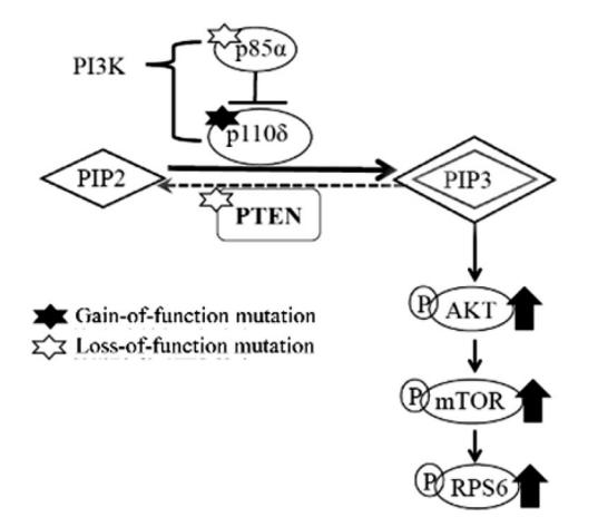 【Clinical practice guideline for activated phosphatidyl inositol 3-kinase-delta syndrome in Japan】Signaling pathway diagram