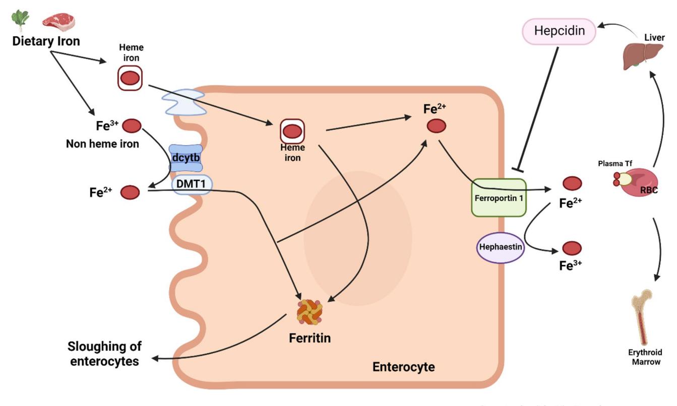 【Clinical practice guidelines on hemochromatosis: Asian Pacific Association for the Study of the Liver】Iron metabolism diagram