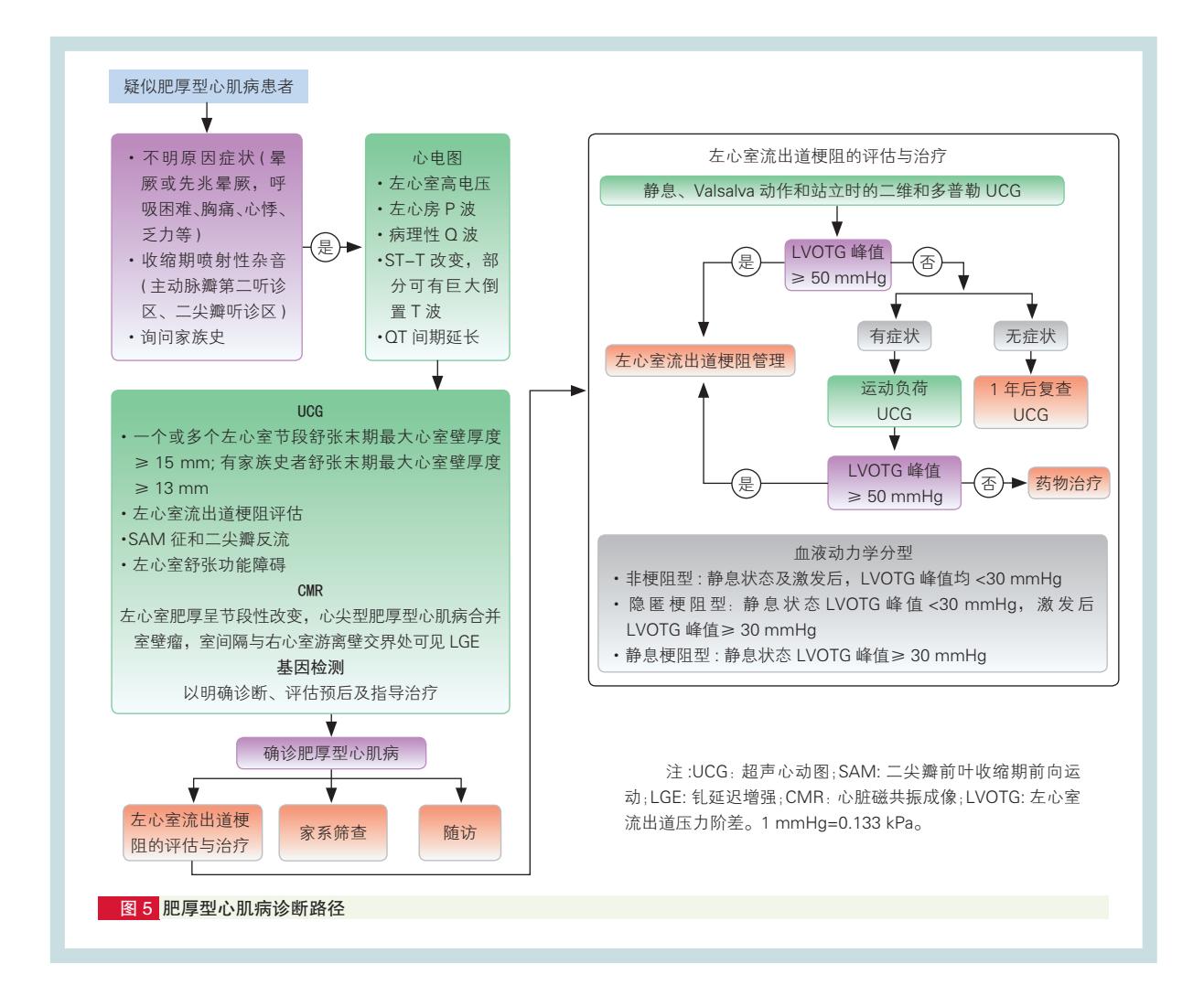 FLOWCHART/左心室肥厚诊断与鉴别诊断流程图