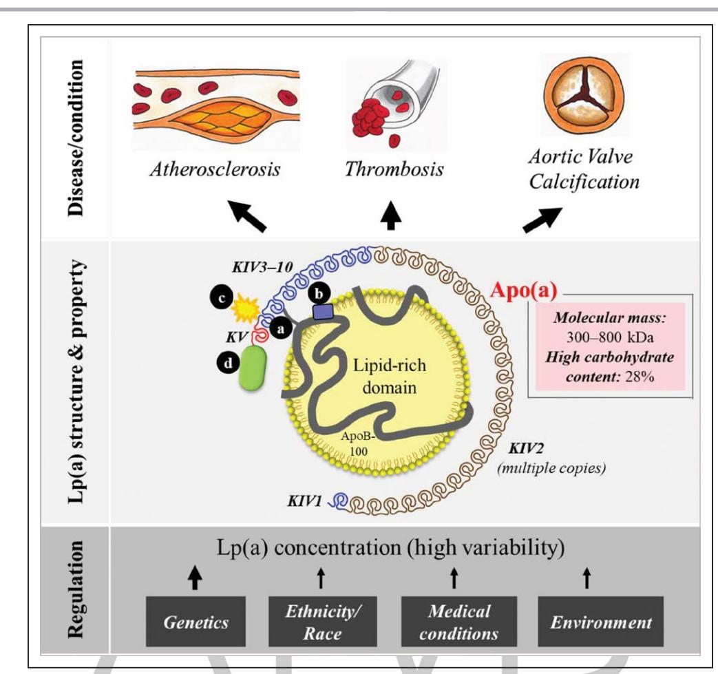 【Lipoprotein(a) and Cardiovascular Diseases】Lp(a) Molecular Structure and Regulation