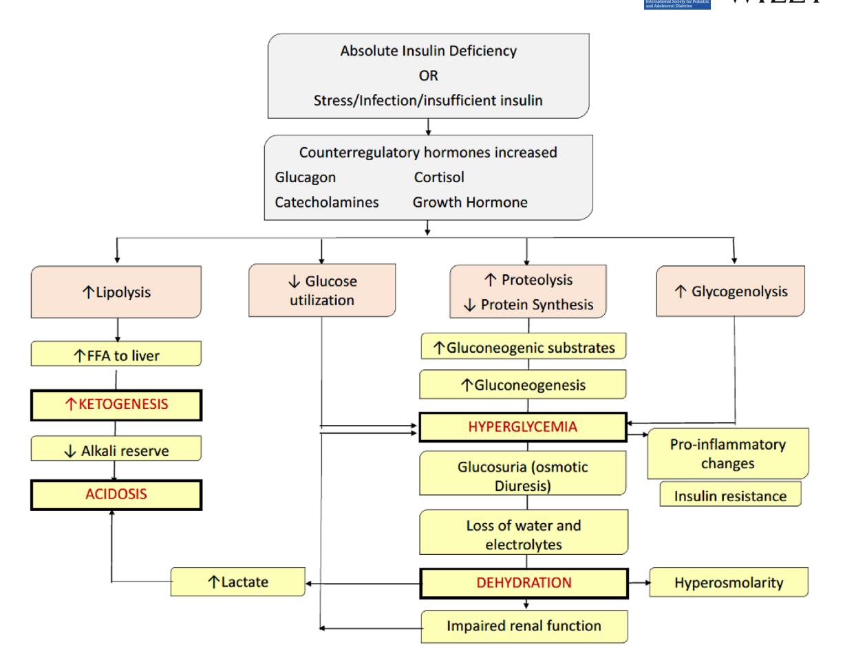 【ISPAD clinical practice consensus guidelines 2022: Diabetic ketoacidosis and hyperglycemic hyperosmolar state】Pathophysiology diagram