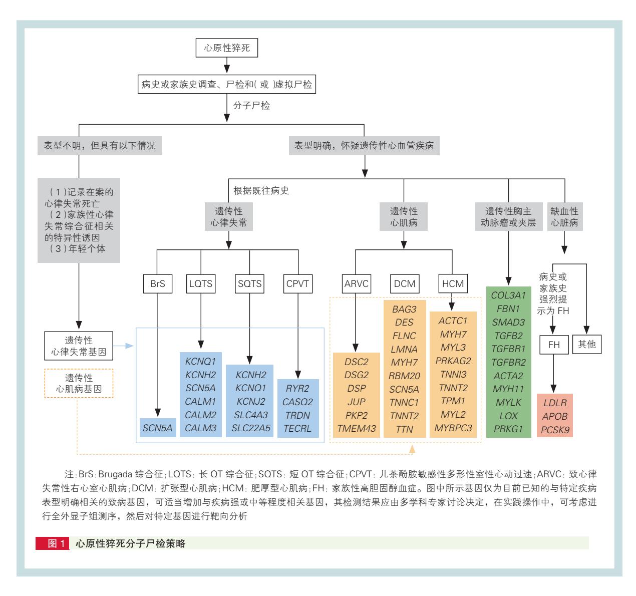 【心源性猝死分子尸检流程图】