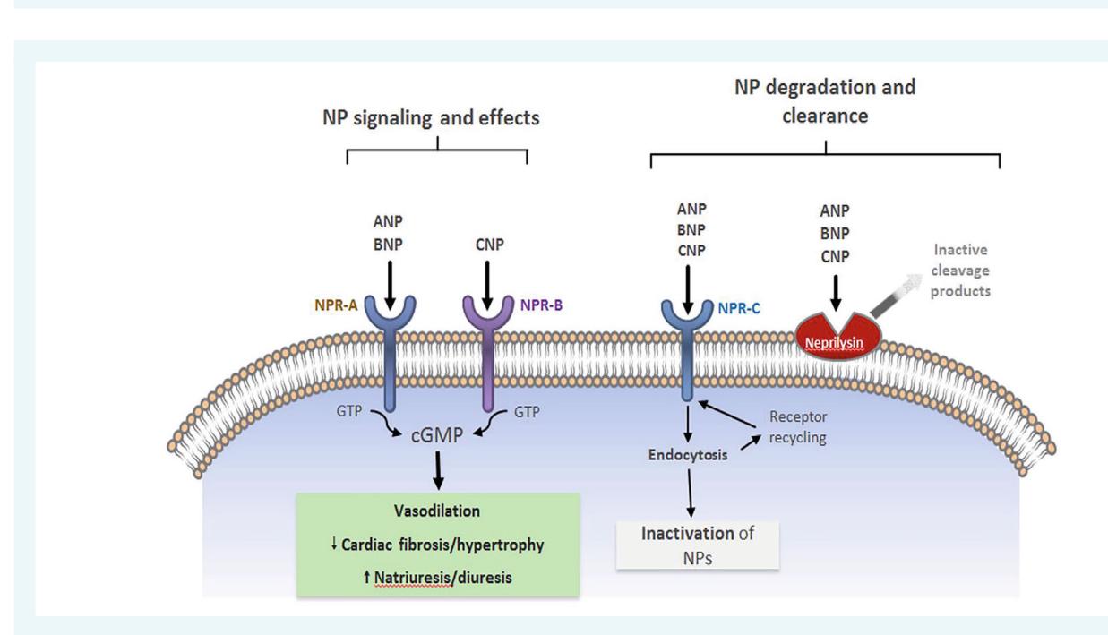 【Natriuretic Peptides: Role in the Diagnosis and Management of Heart Failure: A Scientific Statement From the Heart Failure Association of the European Society of Cardiology, Heart Failure Society of America and Japanese Heart Failure Societ】Natriuretic peptide signaling pathway