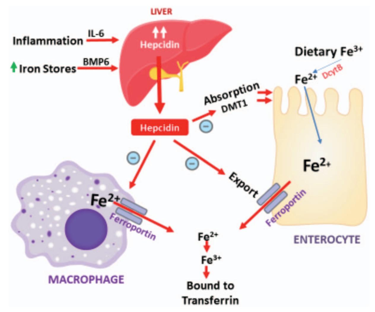 【Anemia in Children With Inflammatory Bowel Disease: A Position Paper by the IBD Committee of the North American Society of Pediatric Gastroenterology, Hepatology and Nutrition】Iron metabolism regulation diagram