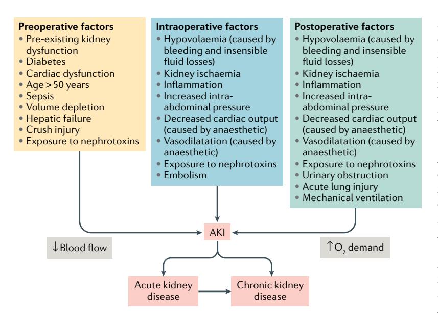 【Postoperative acute kidney injury in adult non-cardiac surgery: joint consensus report of the Acute Disease Quality Initiative and PeriOperative Quality Initiative】Pathophysiology diagram