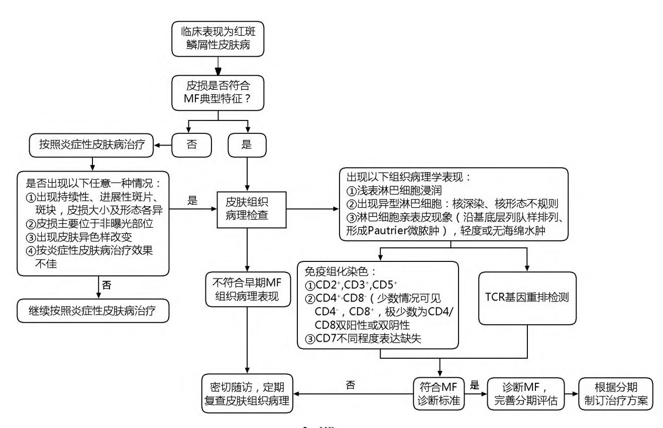 image_category: FLOWCHART/蕈样肉芽肿(MF)临床诊断路径图 | body_...
