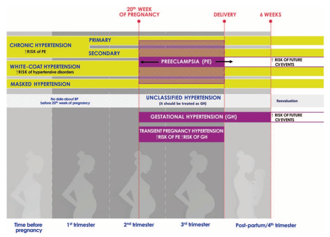 【Timeline diagram of hypertensive disorders in pregnancy】