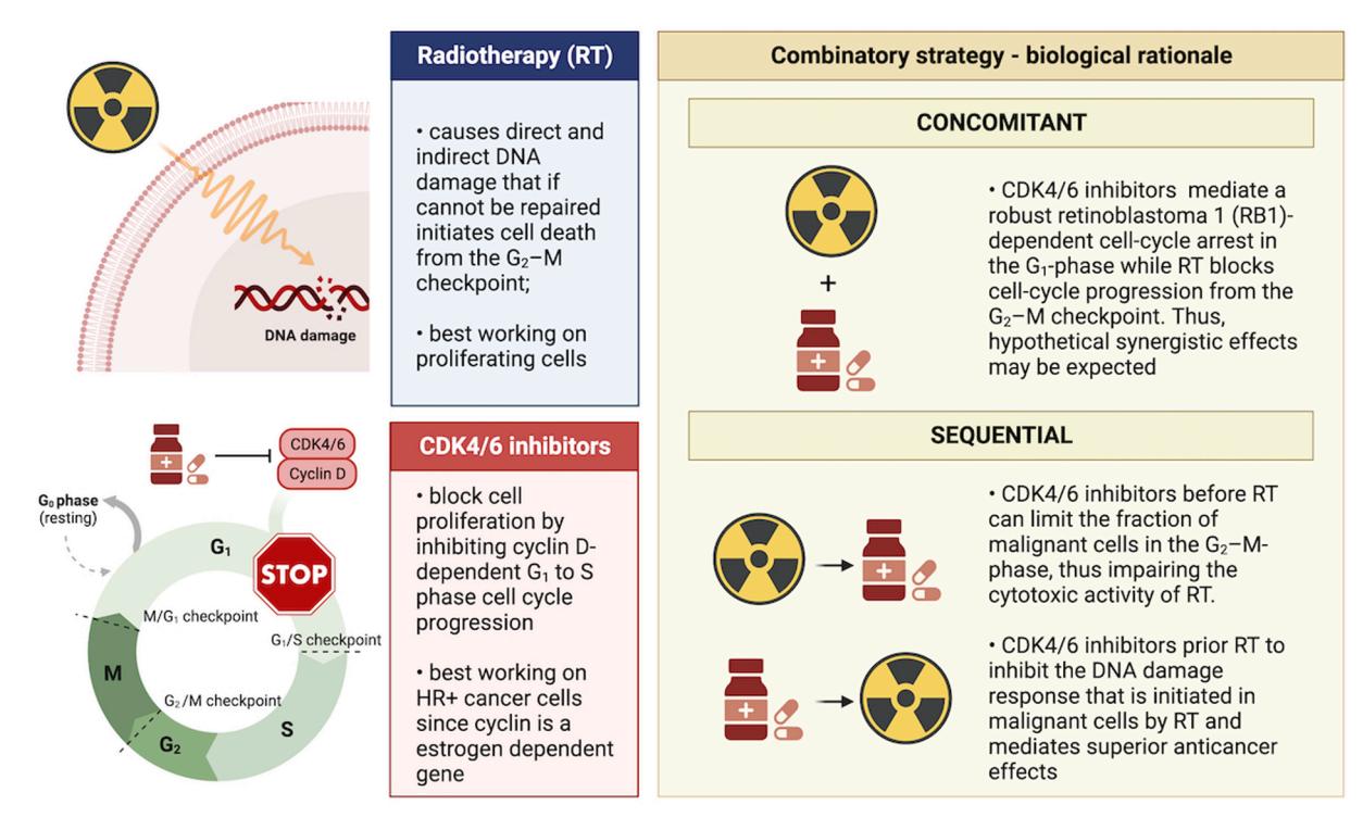 Safety profile of cyclin-dependent kinase (CDK) 4/6 inhibitors with concurrent radiation therapy: A systematic review and meta-analysis