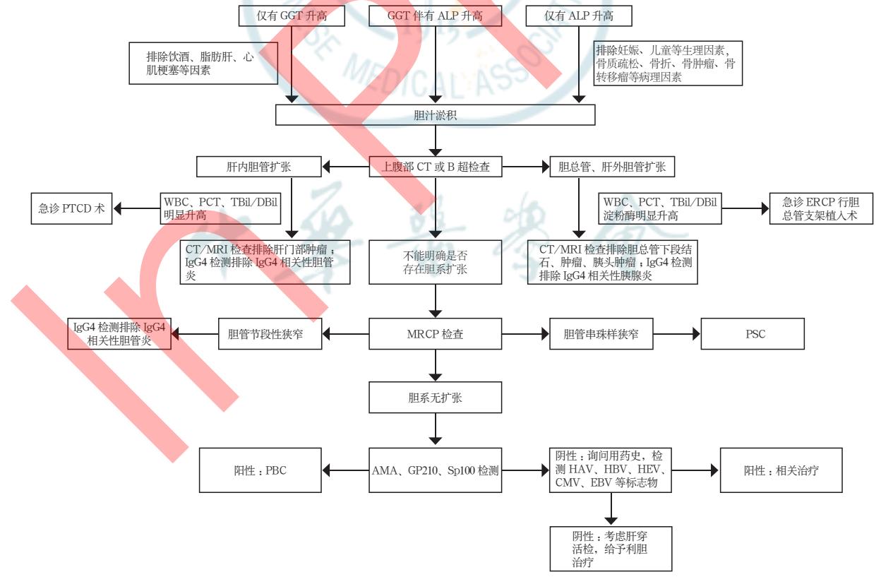胆汁淤积临床诊断流程图