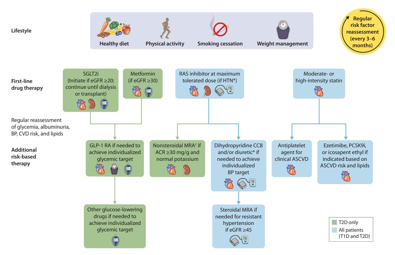 image_category: FLOWCHART/Clinical management algorithm for diabetes and chronic kidney disease | body_region: whole body | specialty: Endocrinology, Nephrology, Cardiology | summary: A comprehensive clinical flowchart outlining the management of patients with diabetes and chronic kidney disease, emphasizing lifestyle, first-line pharmacotherapy, and risk-based escalation.