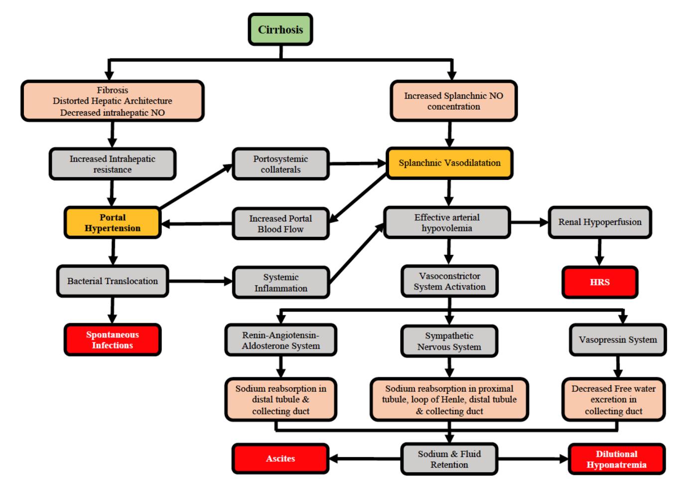 【肝硬化病理生理流程图】Pathophysiology of Cirrhosis