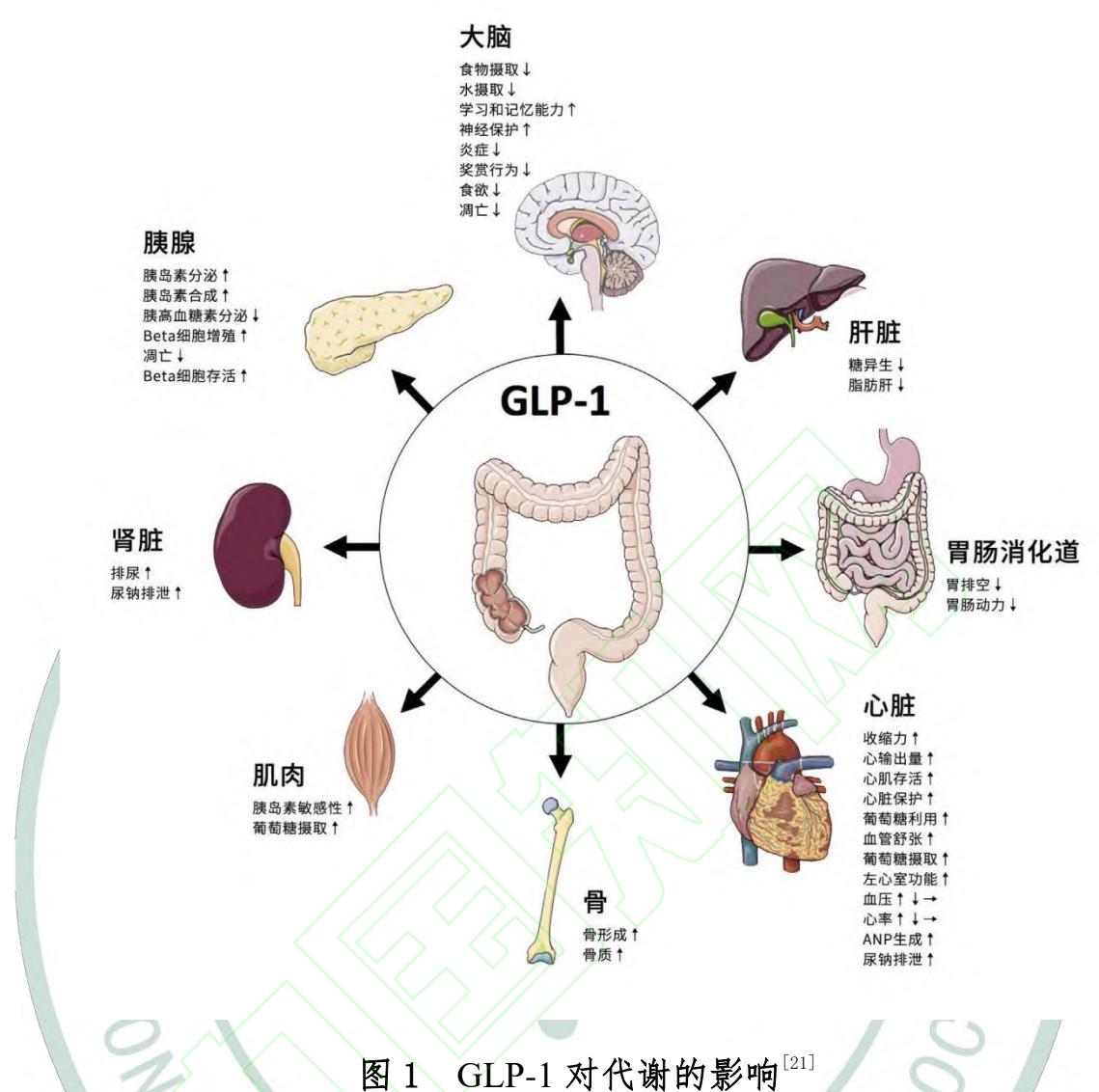 【胰高血糖素样肽-1受体激动剂(GLP-1RA)临床应用医药专家共识】生理机制示意图