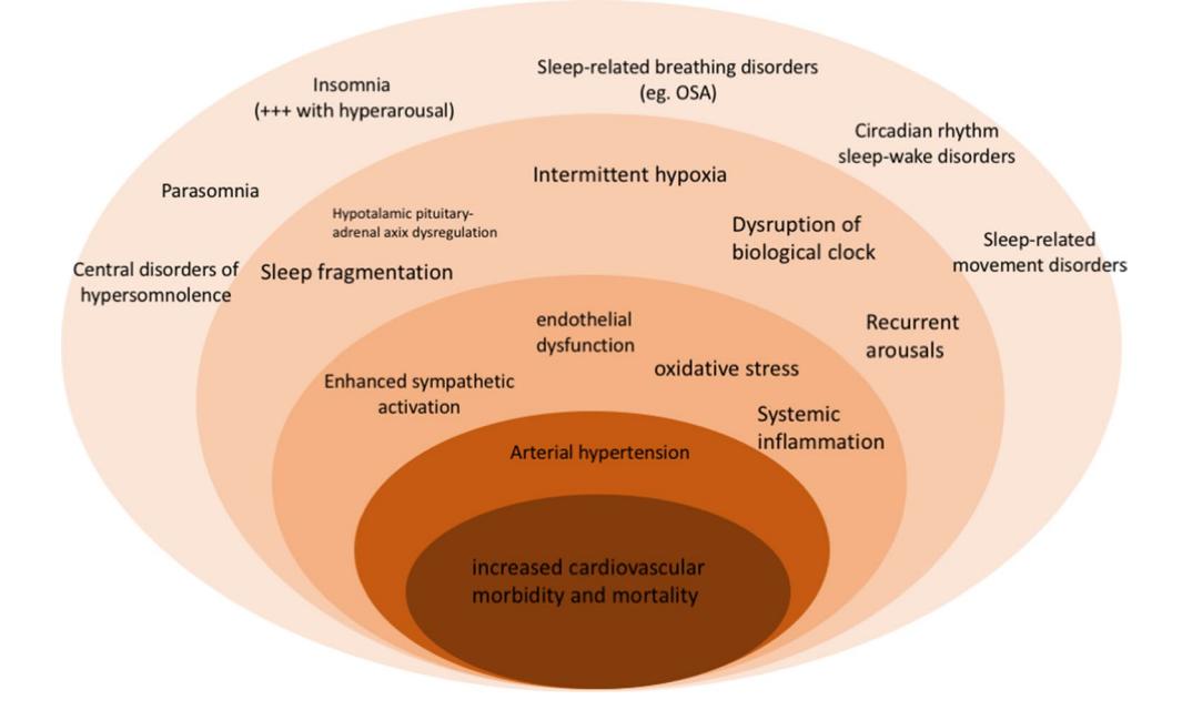 【Diagnostic and Therapeutic Approach to Sleep Disorders, High Blood Pressure and Cardiovascular Diseases: A Consensus Document by the Italian Society of Hypertension (SIIA)】Pathophysiological conceptual diagram