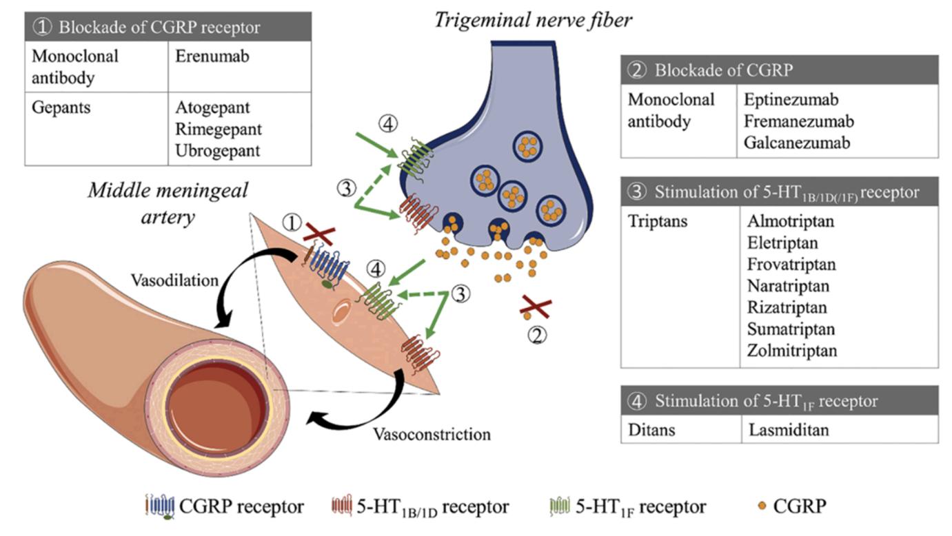 【Pharmacologic Management of Migraine in Primary Care: Nurse Practitioner Guide】Pathophysiology and Pharmacology Diagram